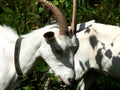 Domestic goats eat in the meadow in clear weather Royalty Free Stock Photo