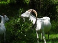 Domestic goats eat in the meadow in clear weather Royalty Free Stock Photo