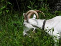 Domestic goats eat in the meadow in clear weather Royalty Free Stock Photo