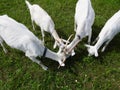 Domestic goats eat in the meadow in clear weather Royalty Free Stock Photo