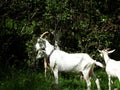 Domestic goats eat in the meadow in clear weather Royalty Free Stock Photo