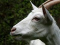 Domestic goats eat in the meadow in clear weather Royalty Free Stock Photo