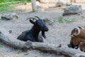 Domestic goats, farm animal Royalty Free Stock Photo