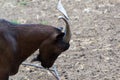 Domestic goats, farm animal Royalty Free Stock Photo