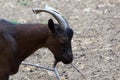 Domestic goats, farm animal Royalty Free Stock Photo