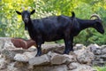 Domestic goats, farm animal Royalty Free Stock Photo