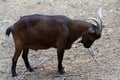 Domestic goats, farm animal Royalty Free Stock Photo