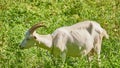 Domestic goats graze on pasture on sunny day. Goats crawling on a meadow. Goat eating grass on green meadow. color Royalty Free Stock Photo