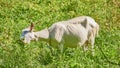 Domestic goats graze on pasture on sunny day. Goats crawling on a meadow. Goat eating grass on green meadow. color Royalty Free Stock Photo