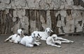 Domestic goats lie on the ground at a Masai house in the hinterland of Kenya, Africa