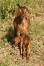 Domestic goats Royalty Free Stock Photo