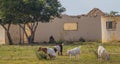 Domestic goats outside a ruined building