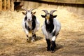 Domestic goats Royalty Free Stock Photo
