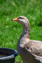 Domestic Goose Royalty Free Stock Photo