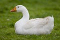 Domestic Goose Royalty Free Stock Photo