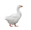 Domestic Goose Royalty Free Stock Photo