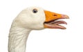 Domestic goose, Anser anser domesticus, clucking, isolated Royalty Free Stock Photo