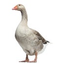 Domestic goose, Anser anser domesticus, isolated Royalty Free Stock Photo