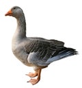 Domestic goose, Anser anser domesticus, isolated Royalty Free Stock Photo