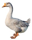 Domestic goose, Anser anser domesticus, isolated Royalty Free Stock Photo