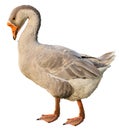 Domestic goose, Anser anser domesticus, isolated Royalty Free Stock Photo