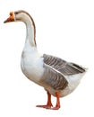 Domestic goose, Anser anser domesticus, isolated on white background Royalty Free Stock Photo