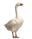 Domestic goose, Anser anser domesticus, standing and clucking Royalty Free Stock Photo