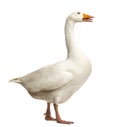 Domestic goose, Anser anser domesticus, standing and clucking Royalty Free Stock Photo