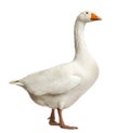 Domestic goose, Anser anser domesticus, standing, isolate Royalty Free Stock Photo