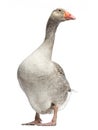 Domestic goose, Anser anser domesticus, standing, isolated Royalty Free Stock Photo