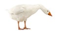 Domestic Goose, Anser Anser Domesticus, Standing And Looking Down