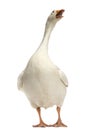 Domestic goose, Anser anser domesticus, standing and looking up Royalty Free Stock Photo