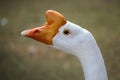 Domestic goose Anser cygnoides domesticus Royalty Free Stock Photo