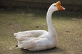 Domestic goose Anser cygnoides domesticus