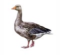 The domestic goose Anser