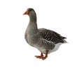 Domestic goose. Anser domesticus