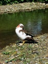 Domestic goose Anser anser domesticus near the pond on a lovely summer day