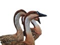 Domestic goose,chinese goose isolated white background Royalty Free Stock Photo