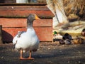 Domestic goose close up. Anser domesticus. Royalty Free Stock Photo