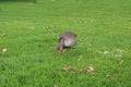 Domestic goose, Cork city, Ireland Royalty Free Stock Photo