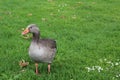 Domestic goose, Cork city, Ireland Royalty Free Stock Photo