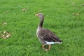 Domestic goose, Cork city, Ireland Royalty Free Stock Photo