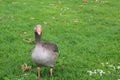 Domestic goose, Cork city, Ireland Royalty Free Stock Photo