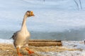 Domestic Goose at Dusk on a Winter Day. Royalty Free Stock Photo