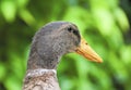 Goose head portrait Royalty Free Stock Photo