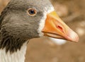 Close up image of a goose head. Royalty Free Stock Photo