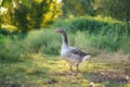Domestic goose. Goose farm. geese enjoy a morning walk in the farm. Domestic goose. Goose farm. Royalty Free Stock Photo