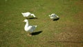 Domestic goose ,grass grazing breeding feeding in pasture, breeding for meat, lard, feathers and sometimes eggs. Farming