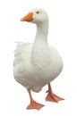 Domestic Goose Isolated Royalty Free Stock Photo