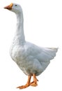 Domestic goose isolated on white background Royalty Free Stock Photo